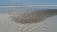 Anadolu'nun flamingo cenneti: Tuz Gölü