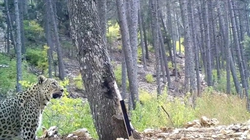 Anadolu Parsı fotokapanla görüntülendi