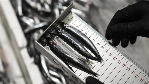 Ankara'da bu yıl 6 bin 161 su ürünleri denetimi yapıldı