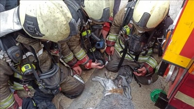 Ankara'da yangından etkilenen kediler kalp masajı ve oksijenle hayata d&ouml;nd&uuml;r&uuml;ld&uuml;