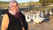 Ankaralı ev hanımı, hobi amaçlı aldığı 12 civcivle bir yılda kaz çiftliği sahibi oldu