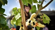 Annesi kabullenmeyince kuvözde büyütülen yavru maymun &#039;Nisan&#039; doğal ortamına alıştırılıyor