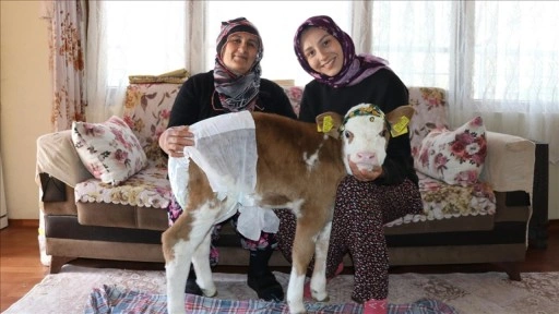 Annesi rahatsızlanan buzağı "Nisan" evde misafir ediliyor