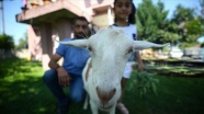 Annesi tarafından reddedilen keçiye ailece özenle bakıyorlar