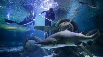 Antalya Akvaryum'da köpek balıkları arasında sonbahar temizliği