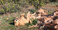 Antalya'da 2 köpek daha zehirlendi