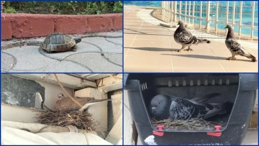 Antalya'da bir hayvanseverin işlettiği apart otel "can dostlara" yaşam alanı oldu