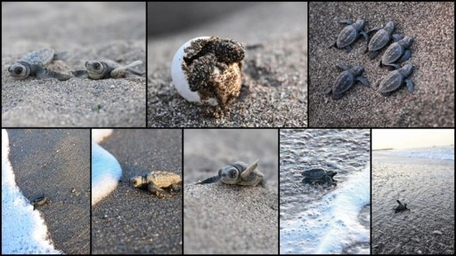 Antalya'da caretta caretta yavrularının denizle buluşmaları görüntülendi