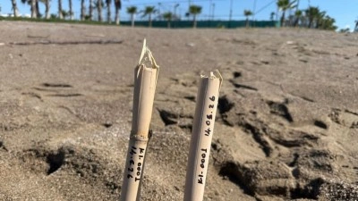 Antalya'da caretta carettalar yumurta bırakmaya başladı