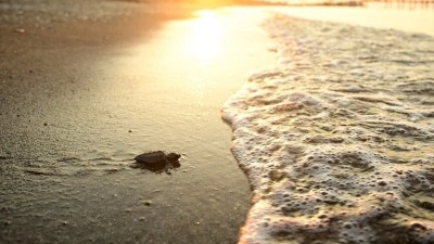 Antalya'da caretta carettaların yuvalarında yavru &ccedil;ıkışları s&uuml;r&uuml;yor