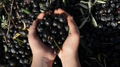 Antalya'da kaliteli zeytin &uuml;retiminin yaygınlaştırılması hedefleniyor