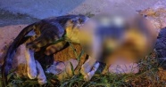 Antalya'da kan donduran olay: Kediyi önce suda boğdular, sonra bıçakladılar
