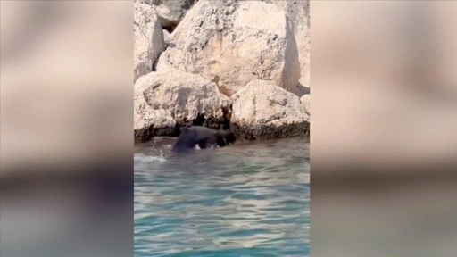 Antalya'da kayalıklara sıkışan balina yavrusu kurtarıldı