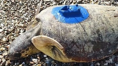 Antalya'da uydu izleme cihazı takılan "İnci" ve "Mercan" adlı caretta caret