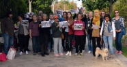 Antalya'daki kedi katliamına tepkiler sürüyor