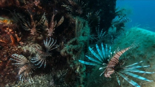 Antalya Körfezi'ndeki Kızıldeniz göçmeni balıklar su altından görüntülendi