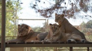 Antalya'nın aslan 'Eto'o'suna ziyaretçi ilgisi