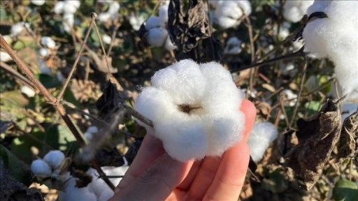 Antalya'nın pamuğu kalitesiyle öne çıkıyor