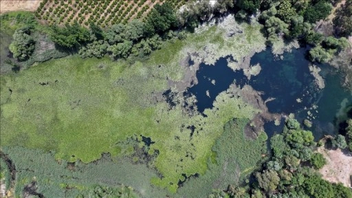 Antalya'nın su kaynağı Kırkgöz, nilüferlerle kaplandı