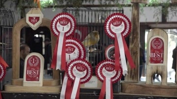 Antalya’da en güzel kanaryalar yarıştı