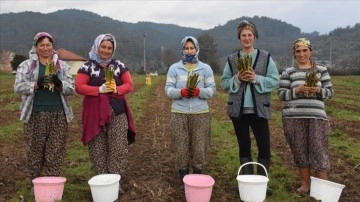 Antalya'da girişimci kadın, ürettiği kuşkonmazı yurt dışına da ihraç ediyor