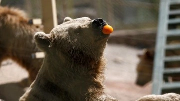 Antalya'da hayvanat bahçesi sakinlerine buzlu meyve servisi başladı