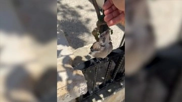 Antalya'da sıcaktan etkilenen kuş bir kişinin elinden su içti
