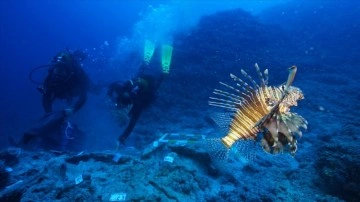 Antalya'daki batıkta arkeologların çalışmalarına zehirli aslan balıkları da eşlik etti