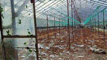 Antalya'nın Serik ilçesinde dolu seralara ve ürünlere zarar verdi