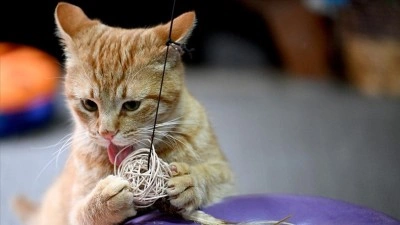 Ara&ccedil; &ccedil;arpmasıyla ağır yaralanan sahipsiz kedi "M&uuml;d&uuml;r" yeniden sağlığına kavuştu