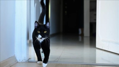 Ara&ccedil; &ccedil;arptıktan sonra &ouml;l&uuml;me terk edilen "Tofi" platinle y&uuml;r&uuml;meye başladı