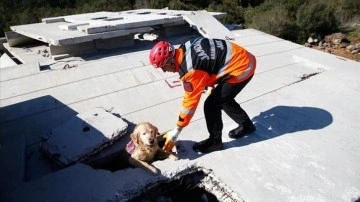 Arama kurtarma köpeği "Ocak" 6 depremzedenin kahramanı oldu