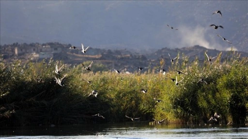 Aras Kuş Cenneti'nde 2025'te 11 bin 298 kuş halkalandı