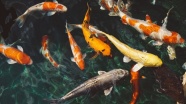 Araştırma: Balıklar uyuşturucuya bağımlı hale gelebiliyor