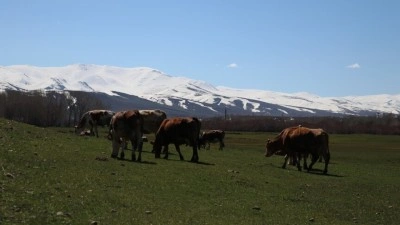 Araştırma: Karadaki hayvan habitatının y&uuml;zde 36'sı 2085'e kadar aşırı hava olaylarına maruz kalabilir
