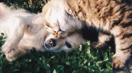 Araştırma: Kovid-19 evcil kedi ve köpeklerde yaygın görülüyor