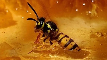 Araştırma: Yaban arıları, deneyimli arıları izleyerek bulmaca çözmeyi öğreniyor