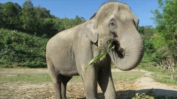 Araştırmacılar fillerin de insanlar gibi farklı yeme alışkanlıkları olduğunu kanıtladı