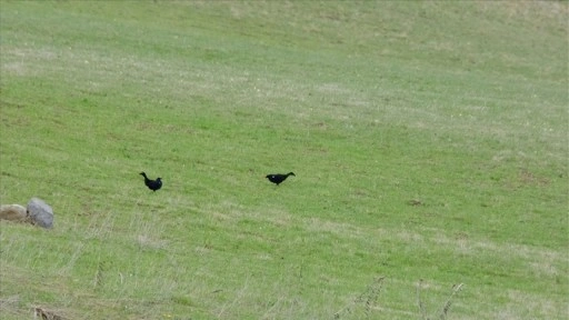 Ardahan'da koruma altındaki dağ horozları, "kur dansı" yaparken görüntülendi