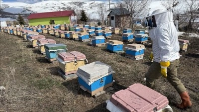 Ardahan'da kovanlar bahara kayıpsız a&ccedil;ıldı, bal &uuml;reticileri sezona umutla başladı