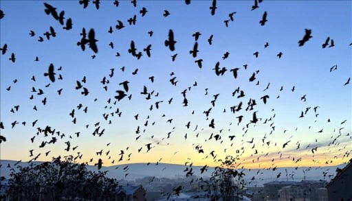 Ardahan'da kuşların dansı g&uuml;n batımı ile g&ouml;r&uuml;nt&uuml;lendi