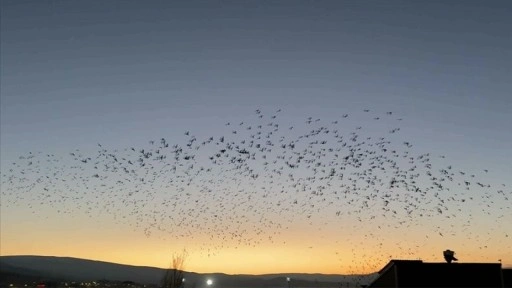 Ardahan'da kuşların gökyüzündeki dansı görüntülendi