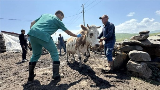 Ardahan'da, şap hastalığıyla mücadele için ekipler seferber oldu