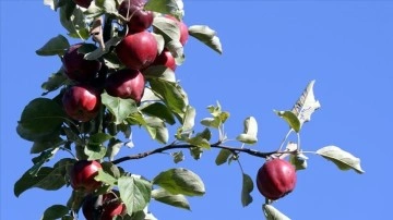 Ardahan'da coğrafi işaretli 'içi kırmızı elma' hasat ediliyor