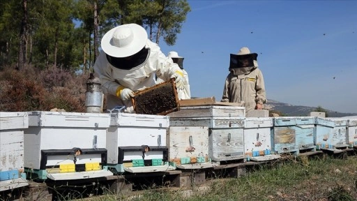 Arıcılara mesleki standart geliyor