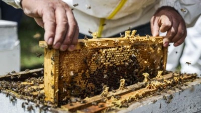 Arıcılık sekt&ouml;r&uuml;, &uuml;reticilerin meteorolojik verilere g&ouml;re desteklenmesini talep ediyor