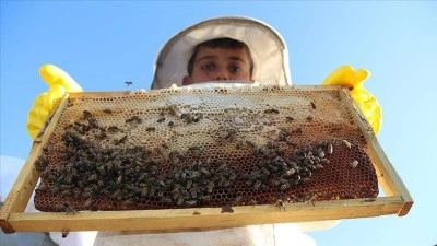 Arıcılıkta koloni kayıplarının azaltılması bal &uuml;retimi i&ccedil;in &ouml;nem taşıyor