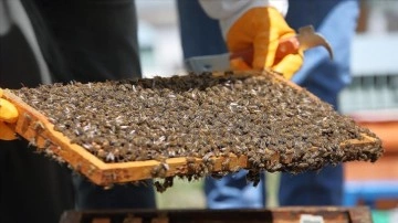 "Arıları Yaşat, Geleceğini Kazan Projesi" ile gençler meslek sahibi olacak