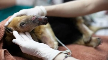 Arjantin'deki orman yangınlarında yaralanan hayvanların tedavisi sürüyor