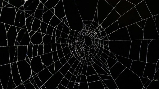 Arnavutluk-Yunanistan sınırında bir mağarada "dünyanın en büyük örümcek ağı" bulundu